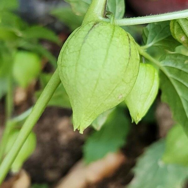 Physalis philadelphica Ovoce