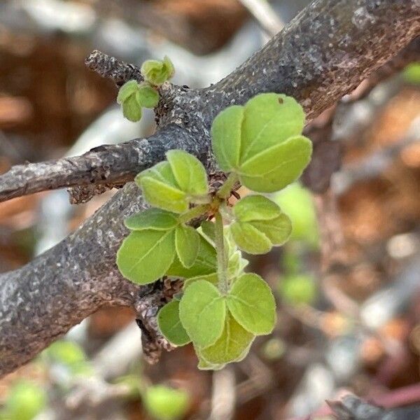 Commiphora kataf Blad