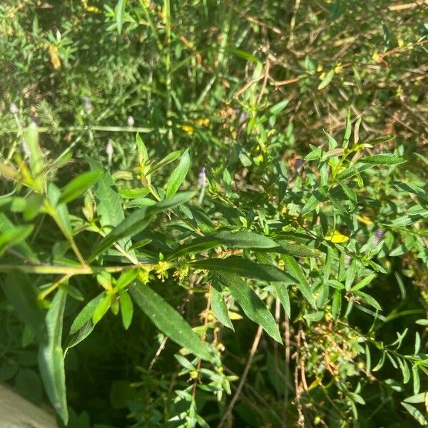 Heimia salicifolia Blatt