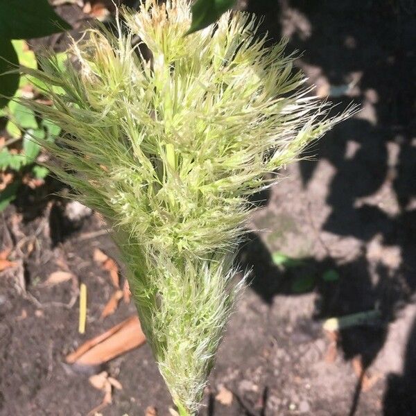 Polypogon monspeliensis Flower