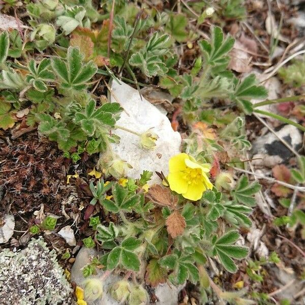 Potentilla cinerea Fiore