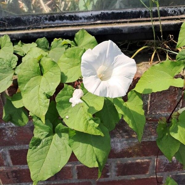 Calystegia silvatica Цвят