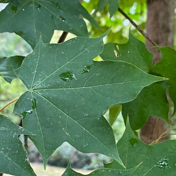 Acer cappadocicum Leaf