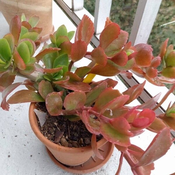 Kalanchoe crenata Folha