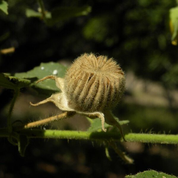 Abutilon hirtum Fruit