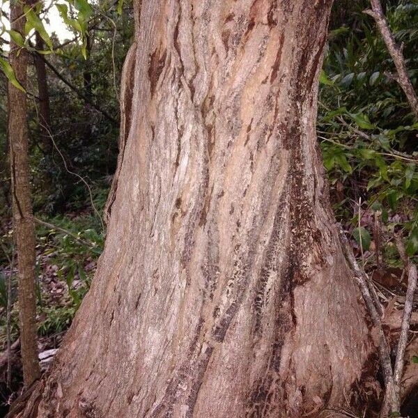 Eucalyptus robusta Escorça