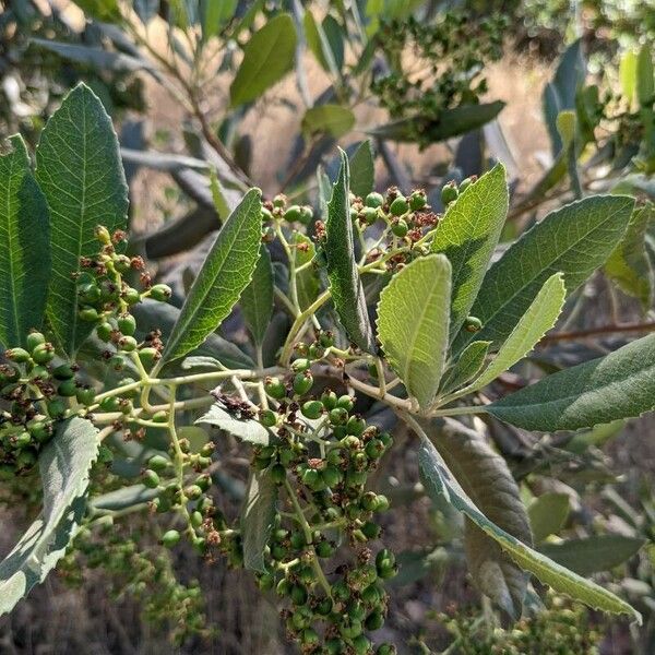 Photinia arbutifolia 果実