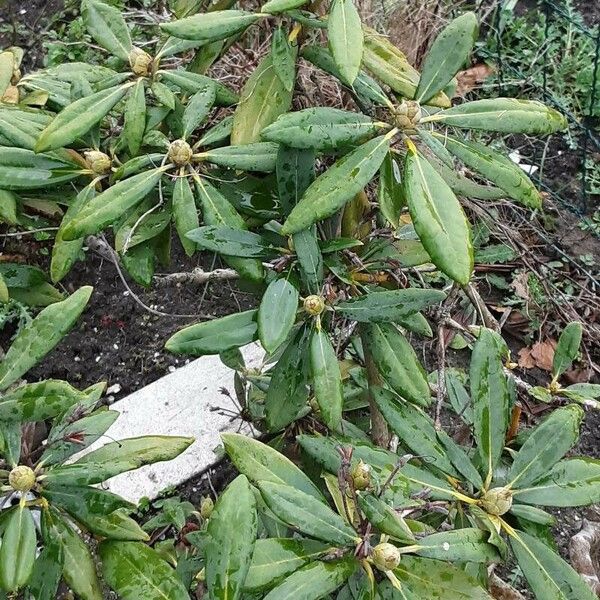 Rhododendron maximum Hoja