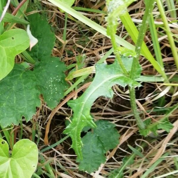 Cirsium dissectum Folha