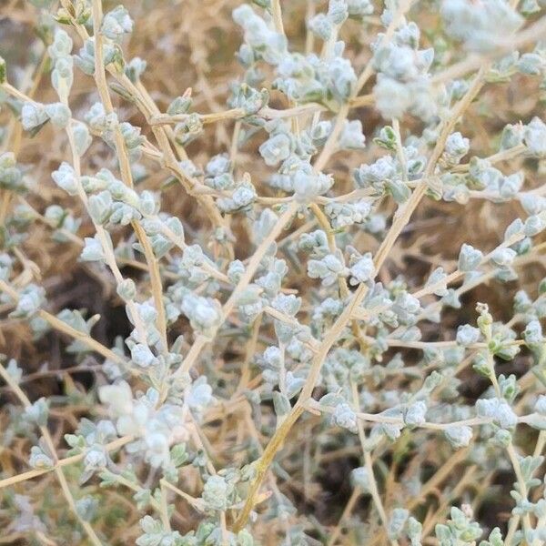 Salsola imbricata Habit