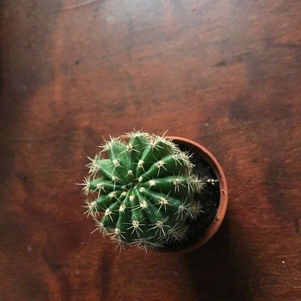 Echinopsis eyriesii Leaf