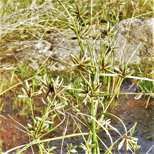 Cyperus compressus Плід