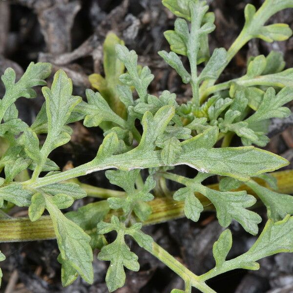 Ambrosia chamissonis Lehti