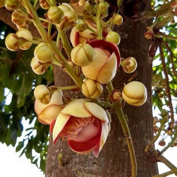 Couroupita guianensis Flower