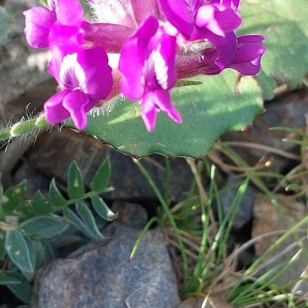 Oxytropis lambertii Кветка