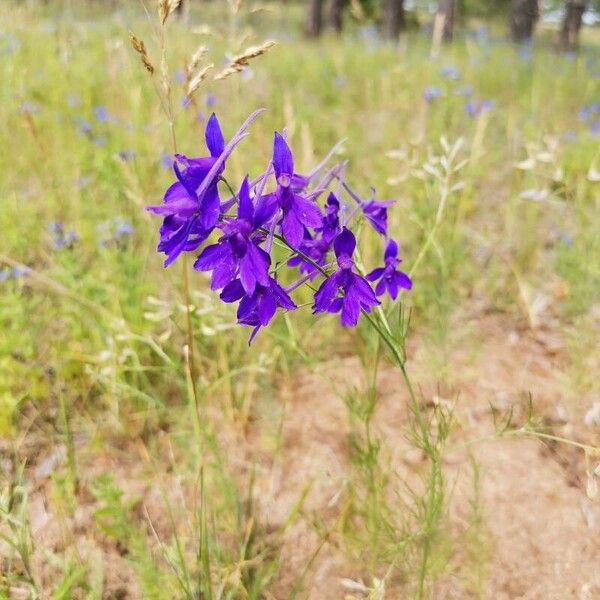 Delphinium consolida Květ