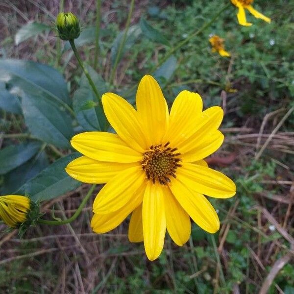 Helianthus tuberosus Flower