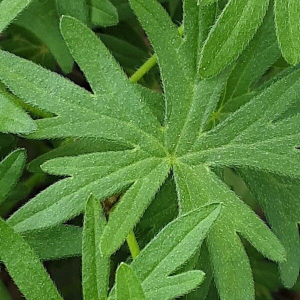 Geranium sanguineum Blad