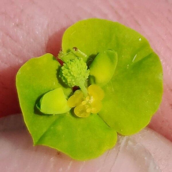 Euphorbia stricta Blomma