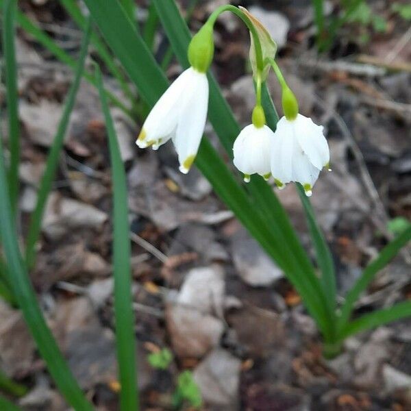 Leucojum aestivum Flower