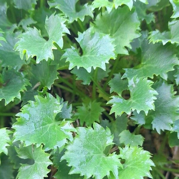 Campanula garganica Blatt