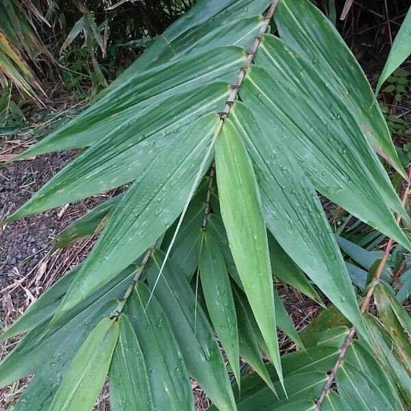 Thysanolaena latifolia Folha