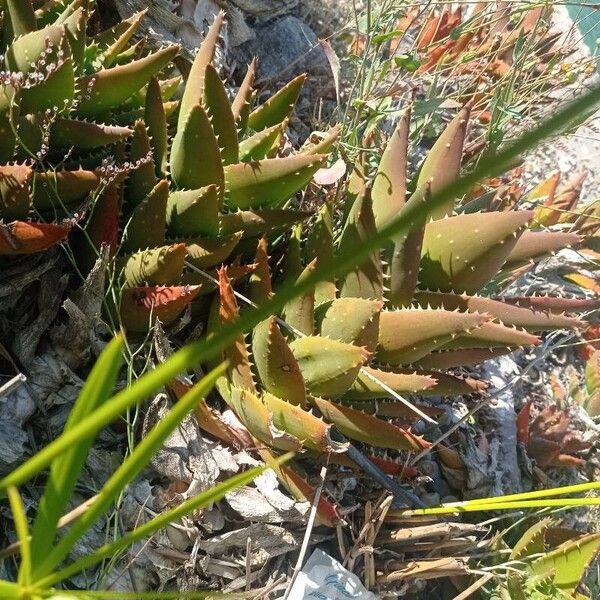 Aloe brevifolia Blad