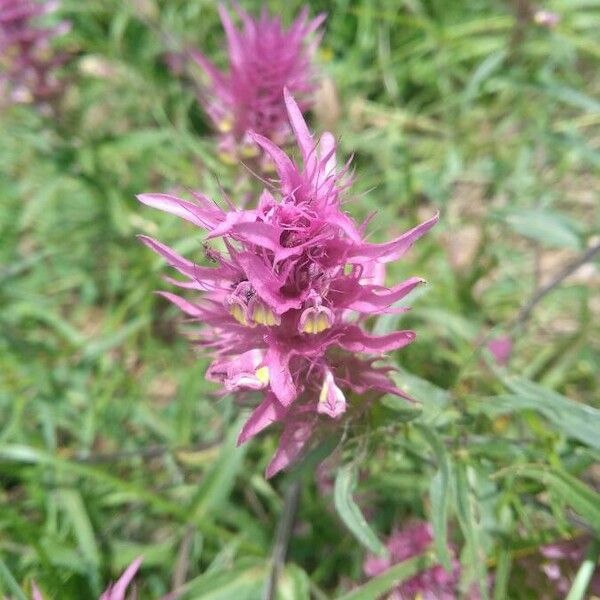 Melampyrum arvense Flor