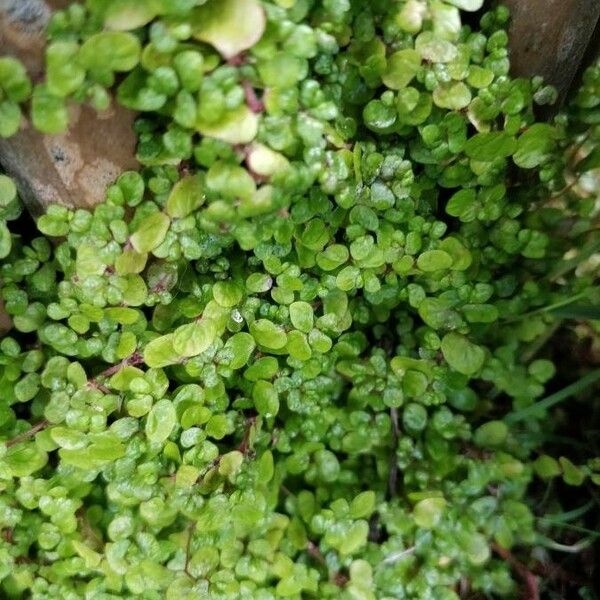 Soleirolia soleirolii Leaf