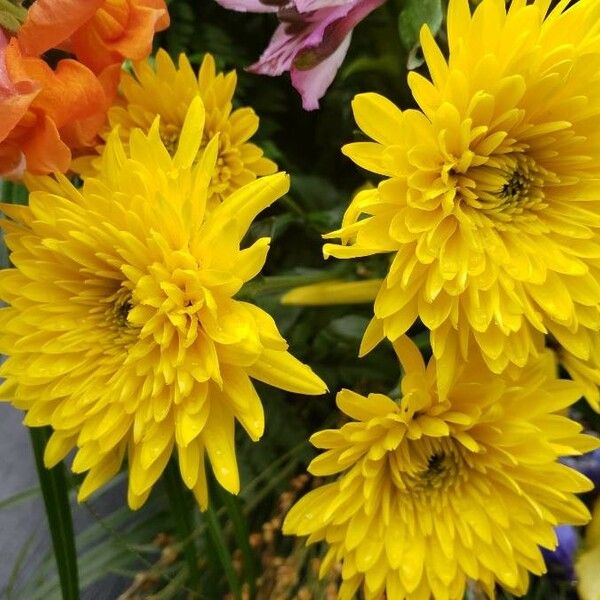 Chrysanthemum × grandiflorum Floare