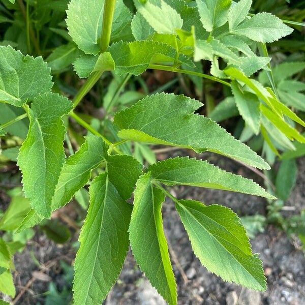 Zizia aptera Leaf