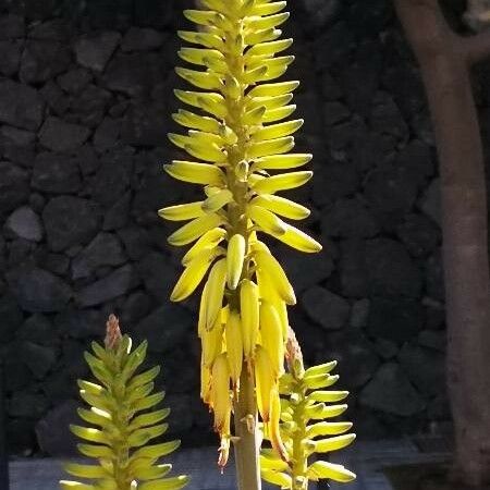 Aloe vera Bloem