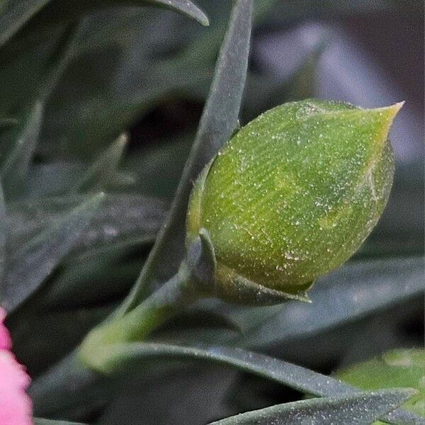 Dianthus caryophyllus Blomst