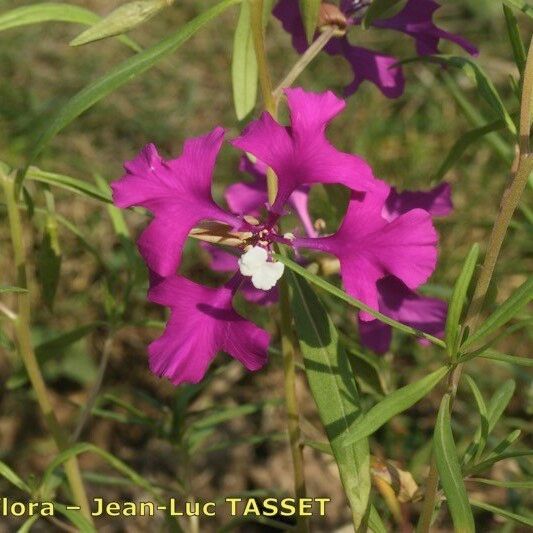 Clarkia pulchella 花