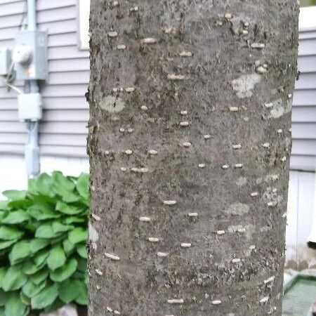 Syringa reticulata Bark