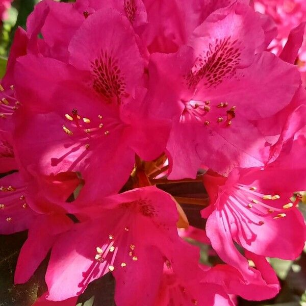 Rhododendron spp. Flower