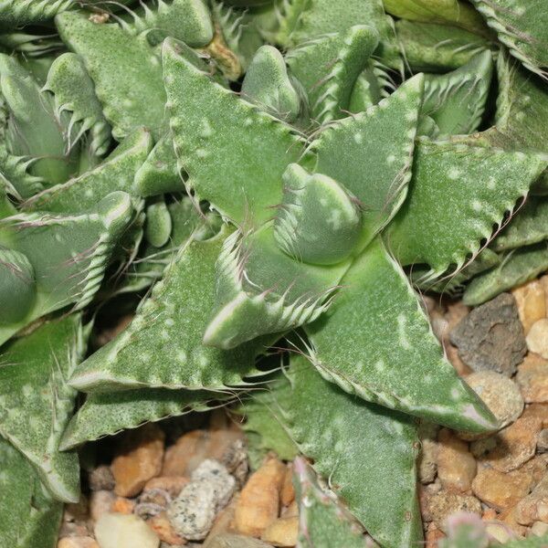 Faucaria tigrina عادت داشتن