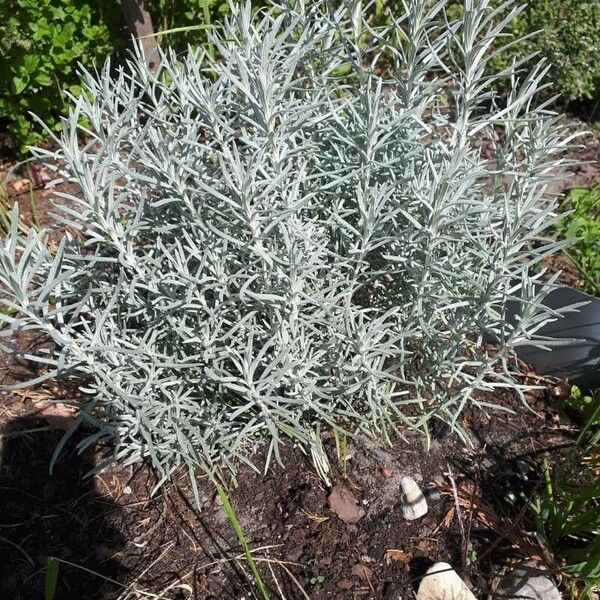 Helichrysum italicum ഇല