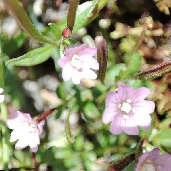 Epilobium anagallidifolium Feuille
