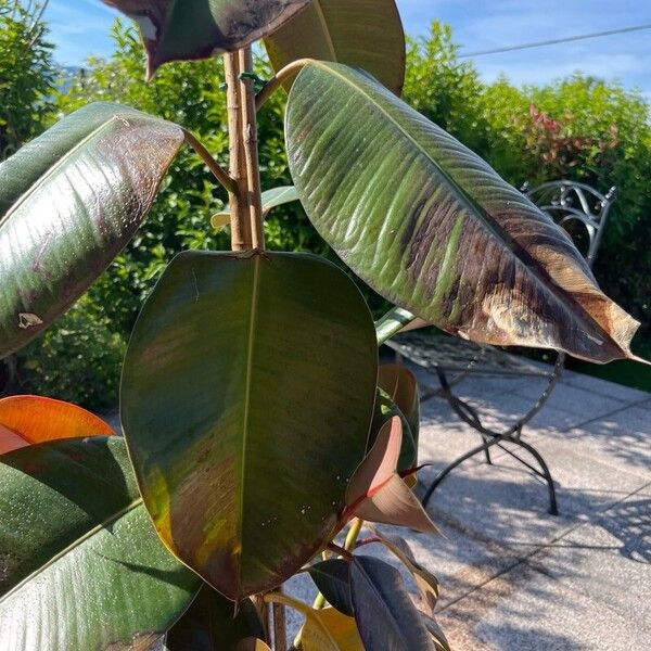 Ficus elastica Alkat (teljes növény)