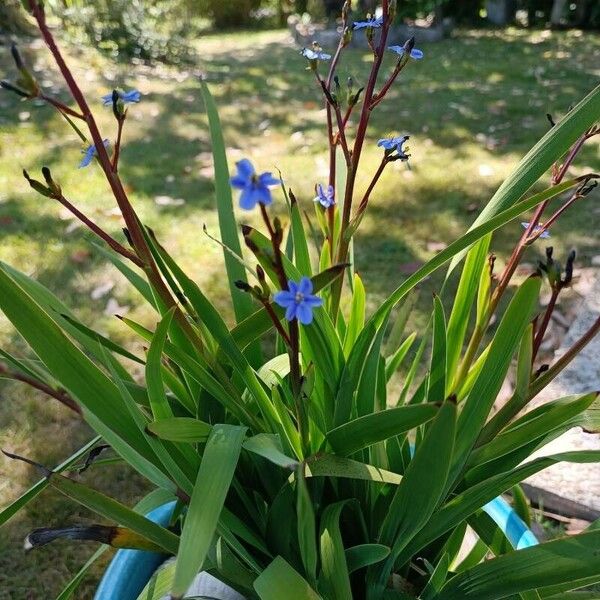 Aristea ecklonii Leaf