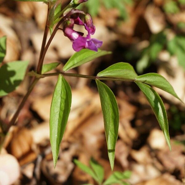 Lathyrus vernus Fuelha