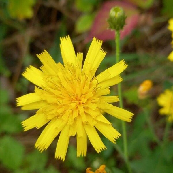 Hieracium sabaudum Blomma