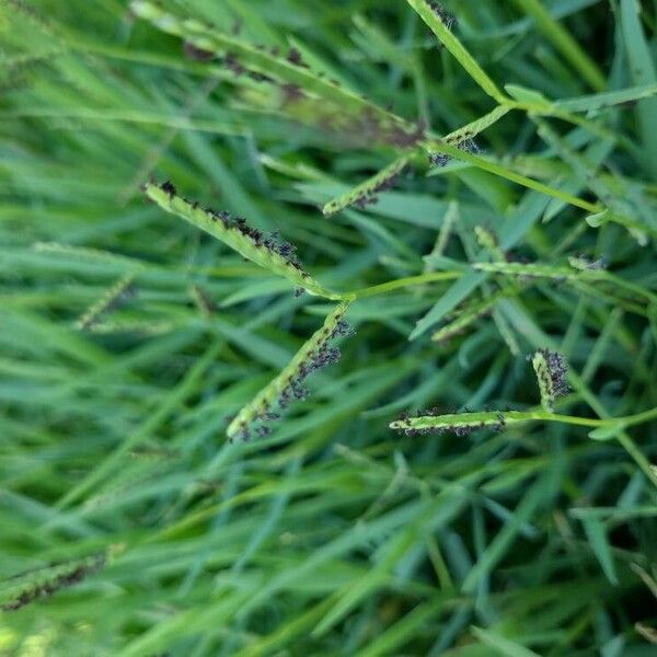 Paspalum distichum Flower