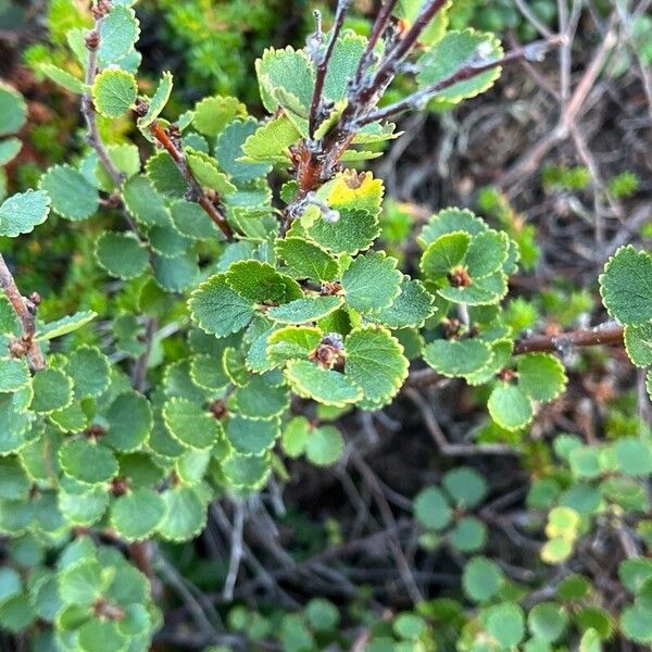 Betula nana Leaf