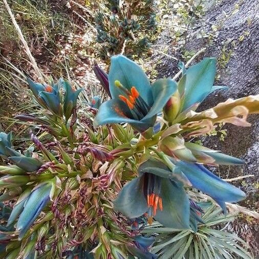 Puya alpestris Květ