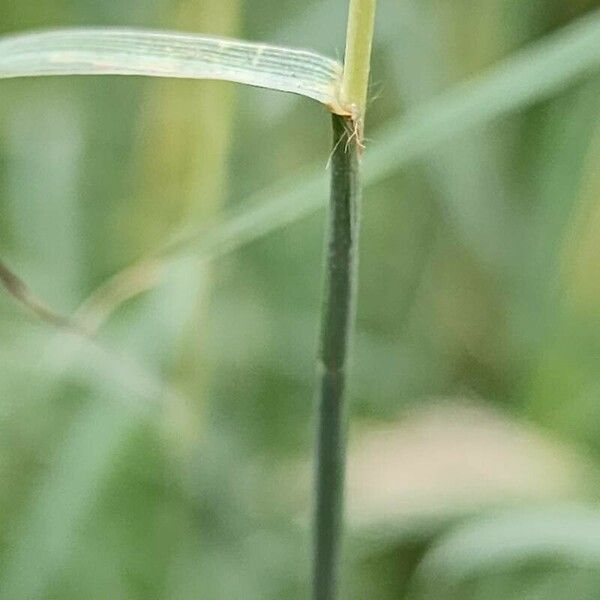 Bothriochloa ischaemum Bark