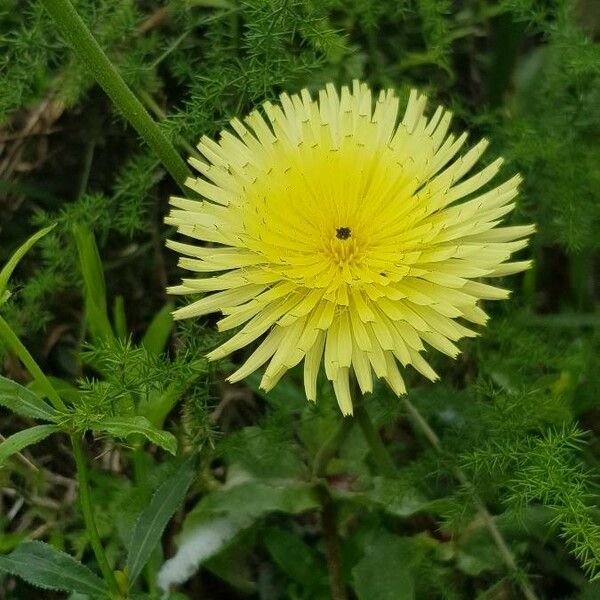 Urospermum dalechampii Květ