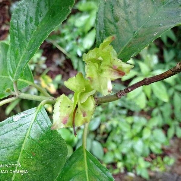 Drymonia serrulata Lorea