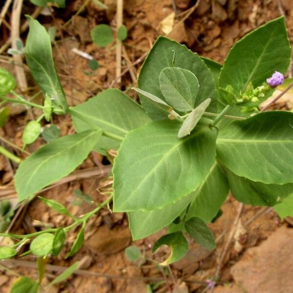 Schouwia purpurea Leaf